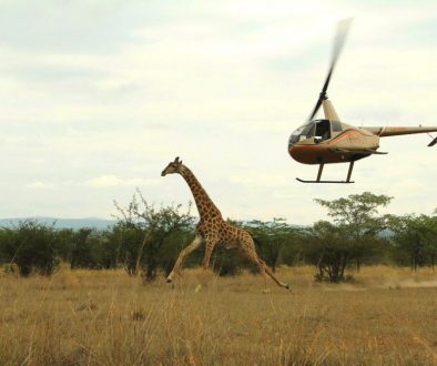 Helicopter Giraffe 1100x700