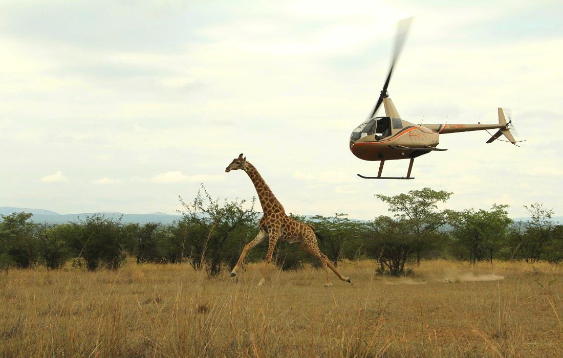 Helicopter Giraffe 1100x700