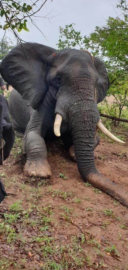 Deze olifantenstier is verdoofd en veilig benaderbaar om genetisch materiaal te verzamelen. Het dier krijgt ook een gps-band om zijn migratiepatroon te bestuderen.