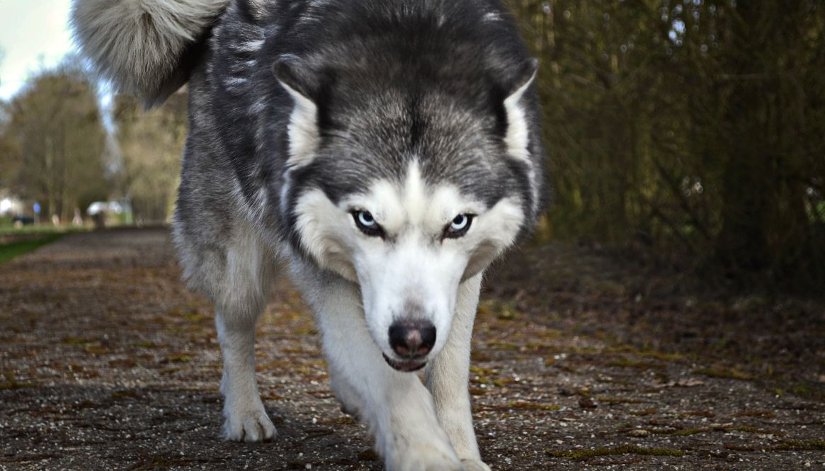 Verdoving van agressieve honden Honden of dieren met een ernstige gedragsproblematiek moeten soms verdooft worden uit veiligheid. Zo kan er diagnostiek, ingrepen of transport gedaan worden.