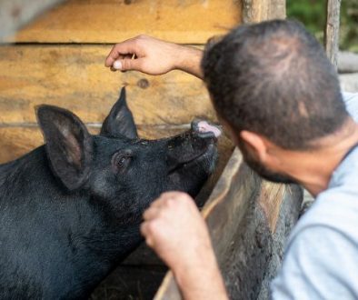 Bedrijfsdierenarts is verplicht voor hobbyvarkens