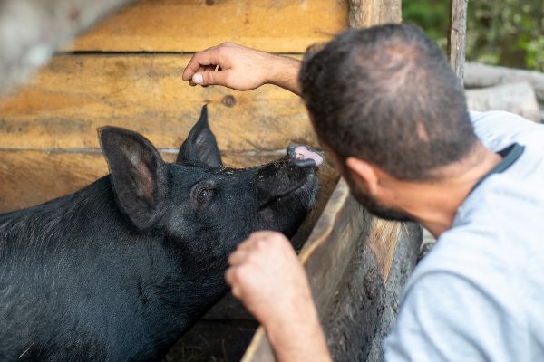 Bedrijfsdierenarts is verplicht voor hobbyvarkens