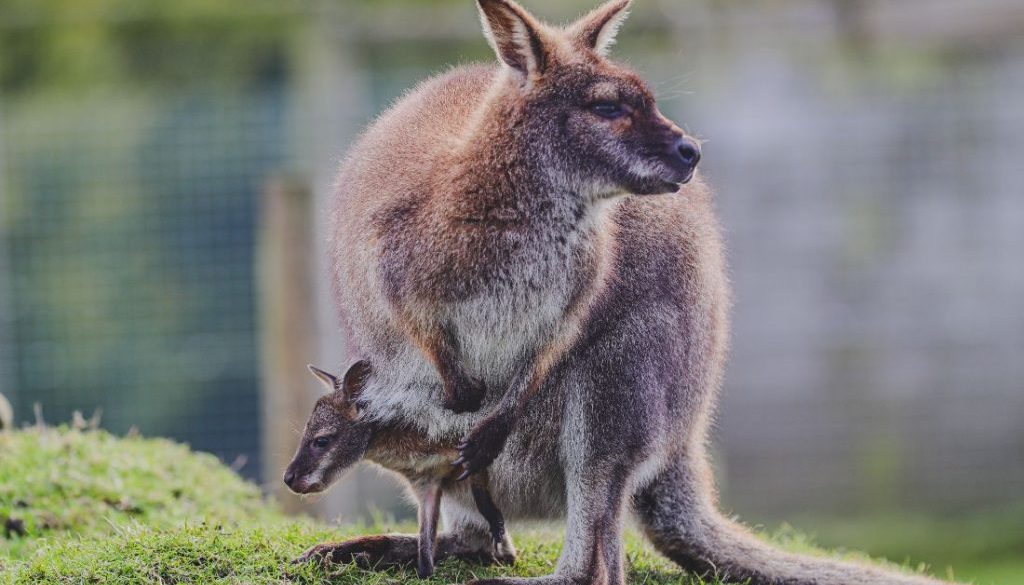 Dierenarts voor wallaby's