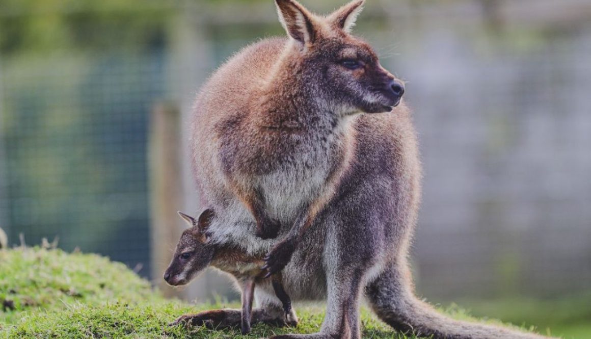 Dierenarts voor wallaby's
